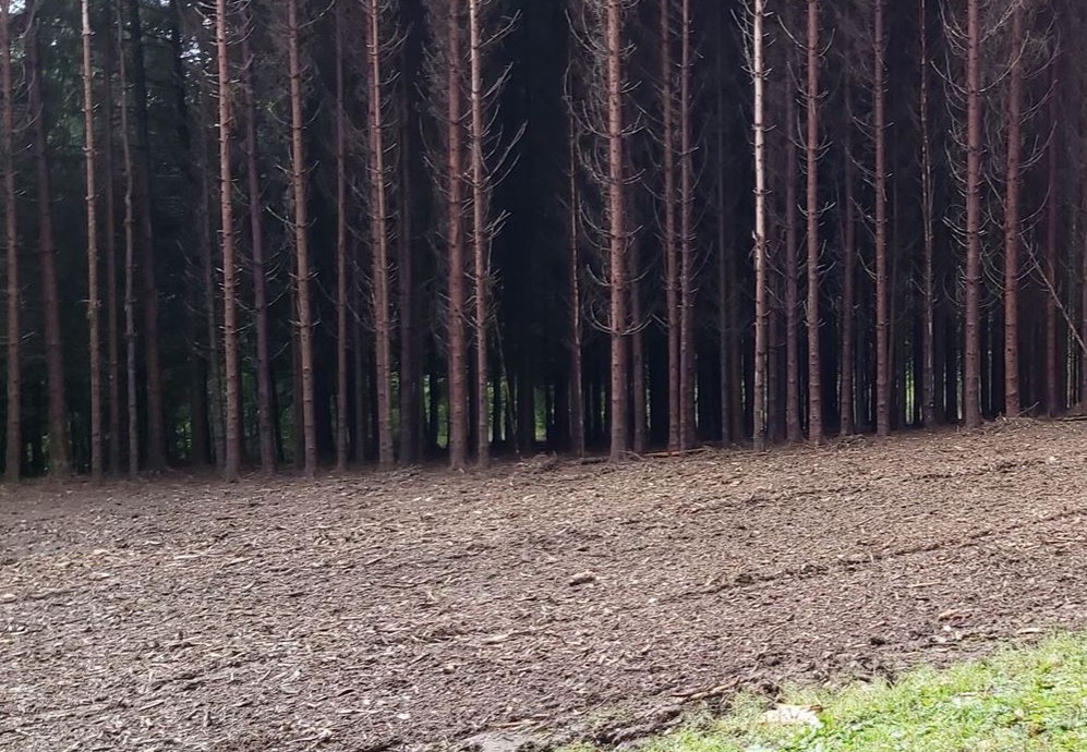 Terrain fraisé, il ne reste rien des anciens arbres