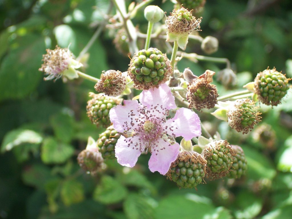 Ronce en fleur