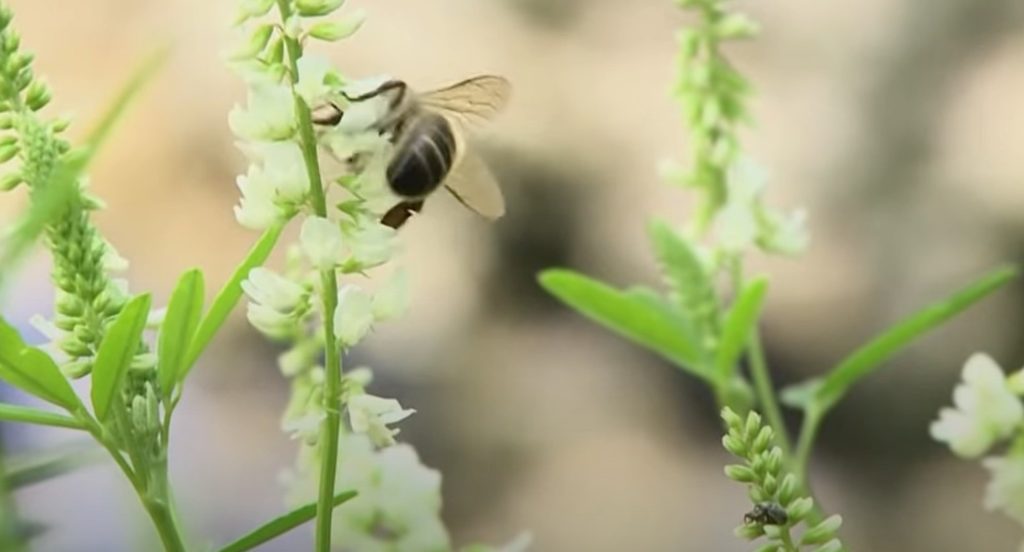 Pollinisation par les insectes