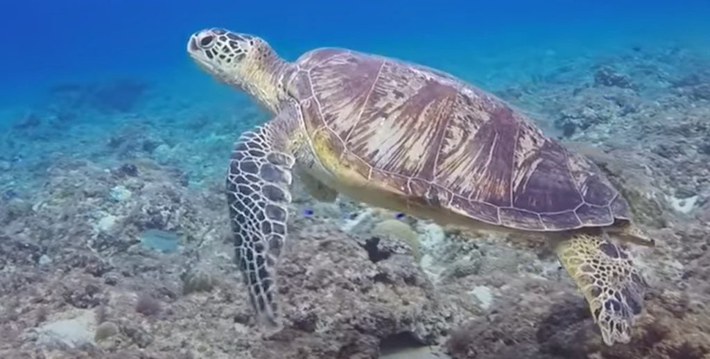 Tortue sous la mer